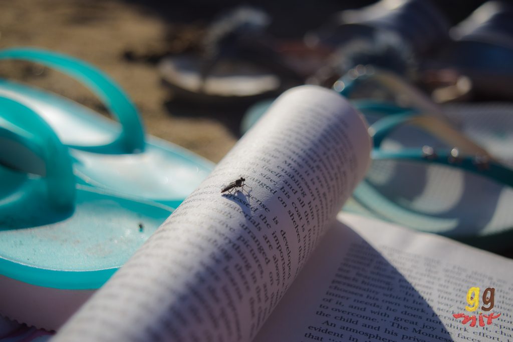 A FLY ON A BOOK WITH FLIP FLOPS IN THE BACKGROUND
